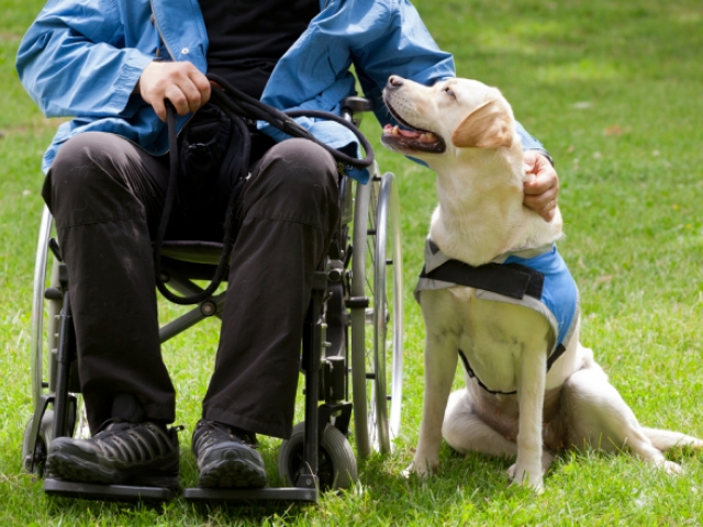 Perros de asistencia para personas con discapacidad 